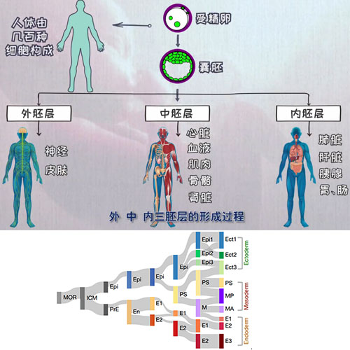 小鼠早期胚胎發(fā)育過程中全胚層譜系發(fā)生的時空轉(zhuǎn)錄組圖譜