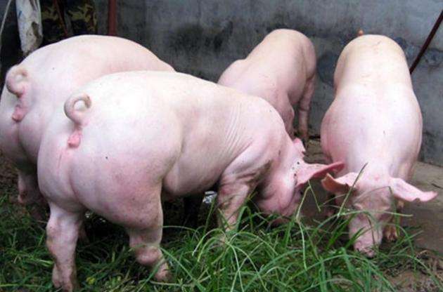 8月21日，國(guó)務(wù)院常務(wù)會(huì)議指出“地方要立即取消超出法律法規(guī)的生豬禁養(yǎng)、限養(yǎng)規(guī)定”