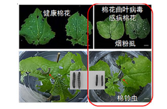 近日，微生物研究所發(fā)現(xiàn)雙生病毒調(diào)控植物免疫平衡實(shí)現(xiàn)全新生態(tài)功能