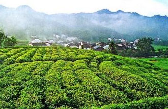 9月2日，財政部、稅務(wù)總局發(fā)布了關(guān)于繼續(xù)執(zhí)行邊銷茶增值稅政策的公告